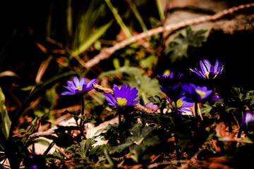 
Dwarf canadian anemone in a mountain clearing close-up