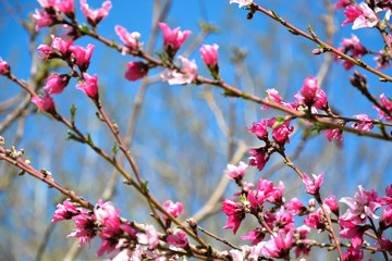 Pink spring blossoms in the blue sky