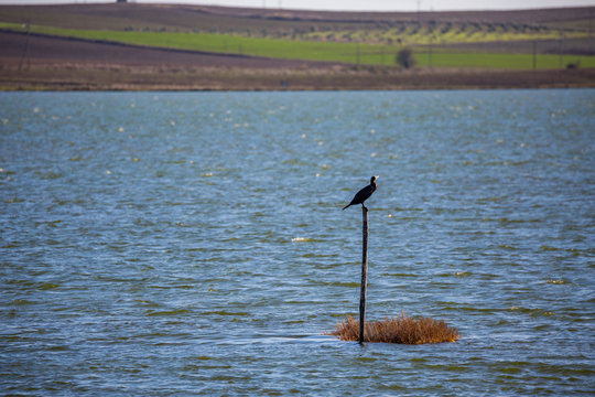 Single cormorant bird rests on wooden pole in lake near Porto Lagos in Northern Greece. Selective shallow focus field, sunny winter day