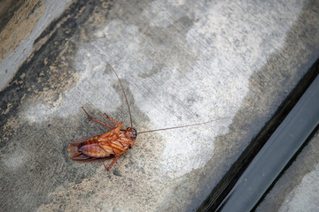 death cockroach laying by walk way with small channel nearby
