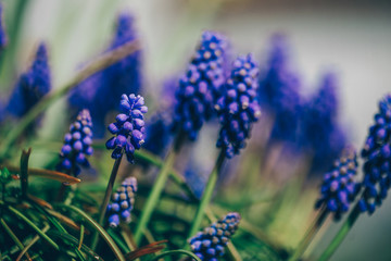 blue flowers in the wind