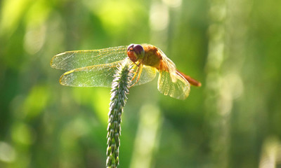 Close up detail of dragonfly.  dragonfly image is wild with blur background. Dragonfly isolated.