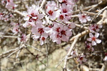 A close up of the beautiful spring blossoms of trees