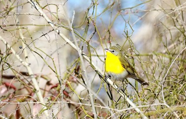 Yellow Chat