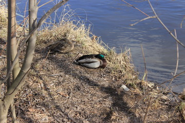 Two wild ducks sleep on the river bank. Russia.