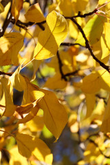Close up of the yellow and autumn leaves of trees