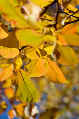 Fototapeta na wymiar Close up of the yellow and autumn leaves of trees
