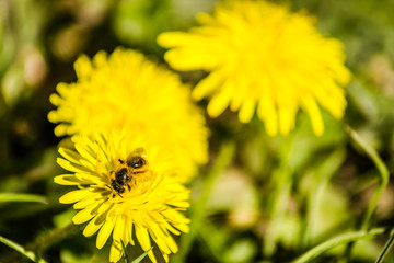 A honey bee on a yellow Butterfly flower 