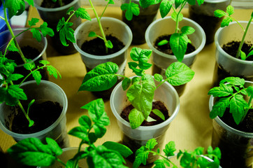 Seedlings of tomatoes in jars