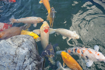 fish in the aquarium