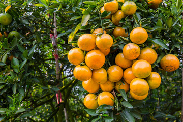 Grapefruits background, Healthy eating, orange