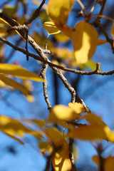 Close up of the yellow and autumn leaves of trees