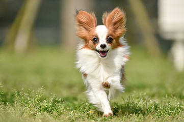 ドッグランで遊ぶパピヨン