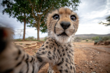 cheetah looking at you