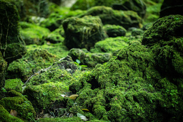Beautiful Bright Green moss grown up cover tree root the rough stones and on the floor in the...