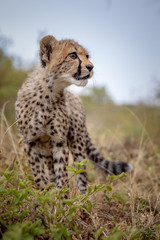 cheetah cub