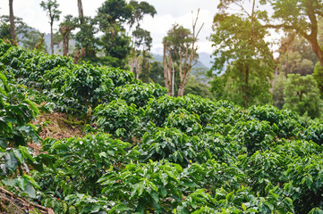 Fototapeta na wymiar Young coffee plants on mountain