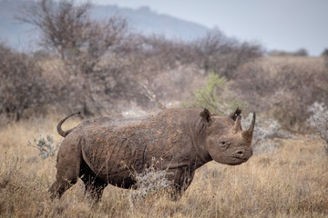Eastern Black Rhino in the wild
