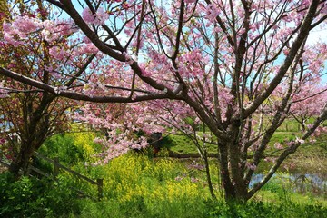 春　さくら　池　菜の花　風景　杤木