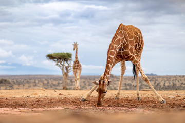reticulated giraffe drinking in the wild