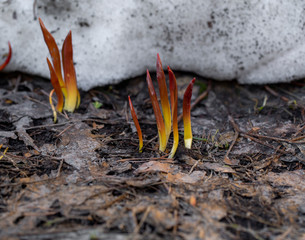 thawed young shoots of leaves just out of the snow