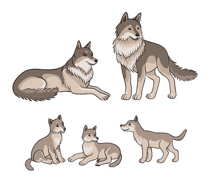 Wolves family - parents and three cubs. Vector illustration.