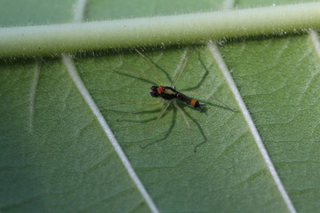 Sri Lanka Springspinne - Asemonea tenuipes