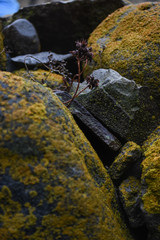 plant on stone