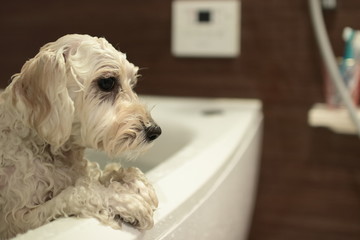 お風呂犬