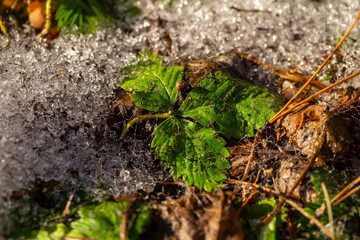 thawed young shoots of leaves just out of the snow