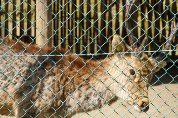 cat in cage