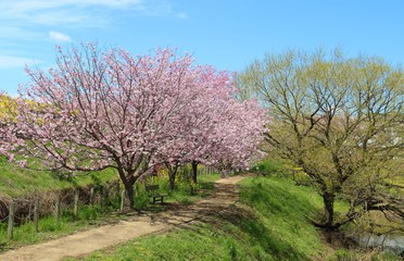 さくら　道　菜の花　風景　杤木