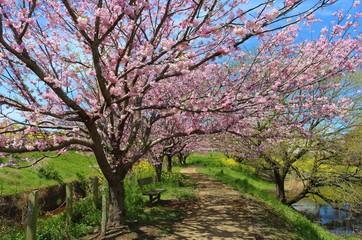 Fototapeta premium さくら 道 菜の花 風景 杤木