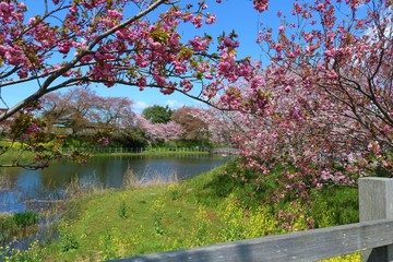 さくら　菜の花　川　柵　風景　杤木