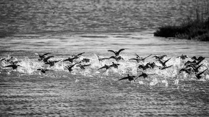 A big surprised flock of ducks takes off in a spray of water, lake Vistonida, Porto Lagos, Xanthi region, Northern Greece. Amazing Nature in action, shallow selective focus of bird silhouettes