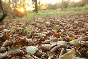 Background of colorful autumn leaves on forest floor . Abstract autumn leaves in autumn suitable as background . Autumn leaves on a meadow . Yellow leaves on the floor .