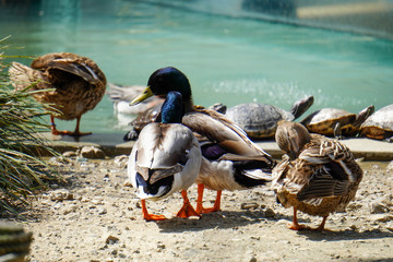 ducks in the water