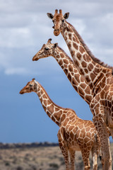Reticulated giraffe