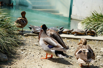 ducks