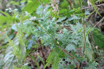 fern in aunt