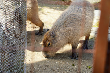 close up of a wild boar