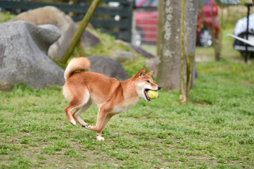 ドッグランで遊ぶ柴犬