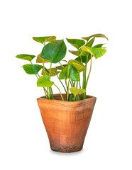 green plant in flowerpot on white background.