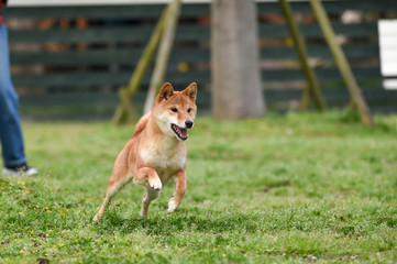 ドッグランで遊ぶ柴犬