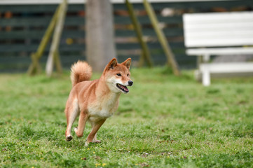 ドッグランで遊ぶ柴犬