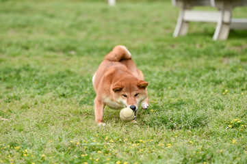 ドッグランで遊ぶ柴犬