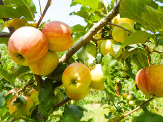 green red striped apples on tree branches. Juicy apples on trees in the middle of summer