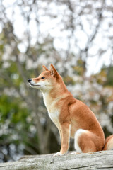 桜と柴犬