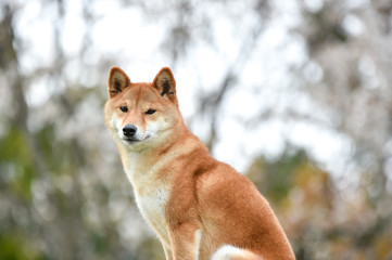 桜と柴犬