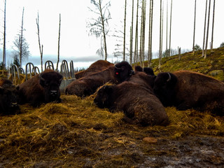 sheep on the pasture
